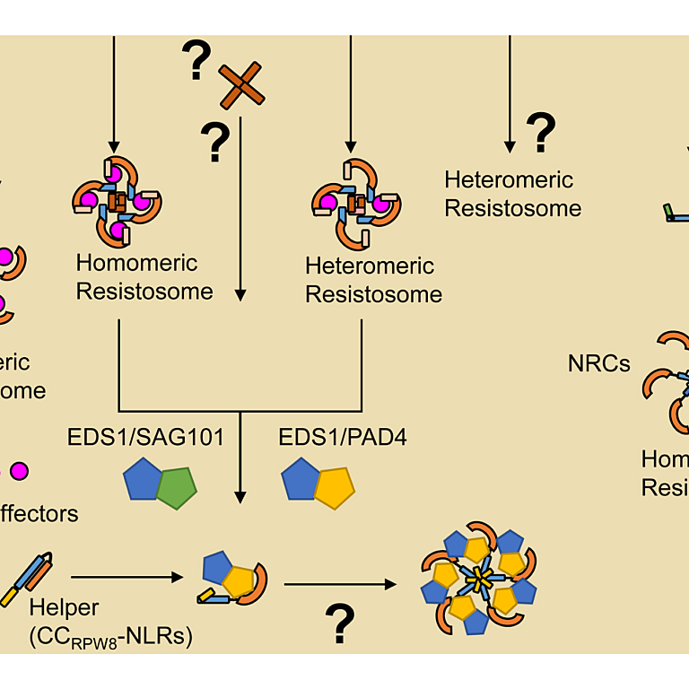 Ahn etal 2025 Curr Opin Plant Biol