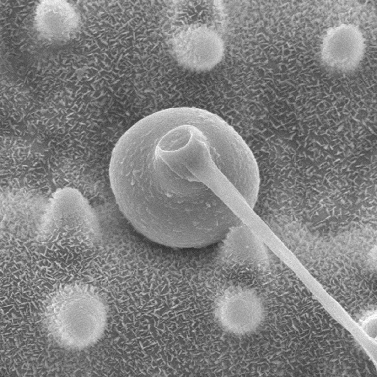 Electron microscope image of an appressorium of Magnaporthe oryzae