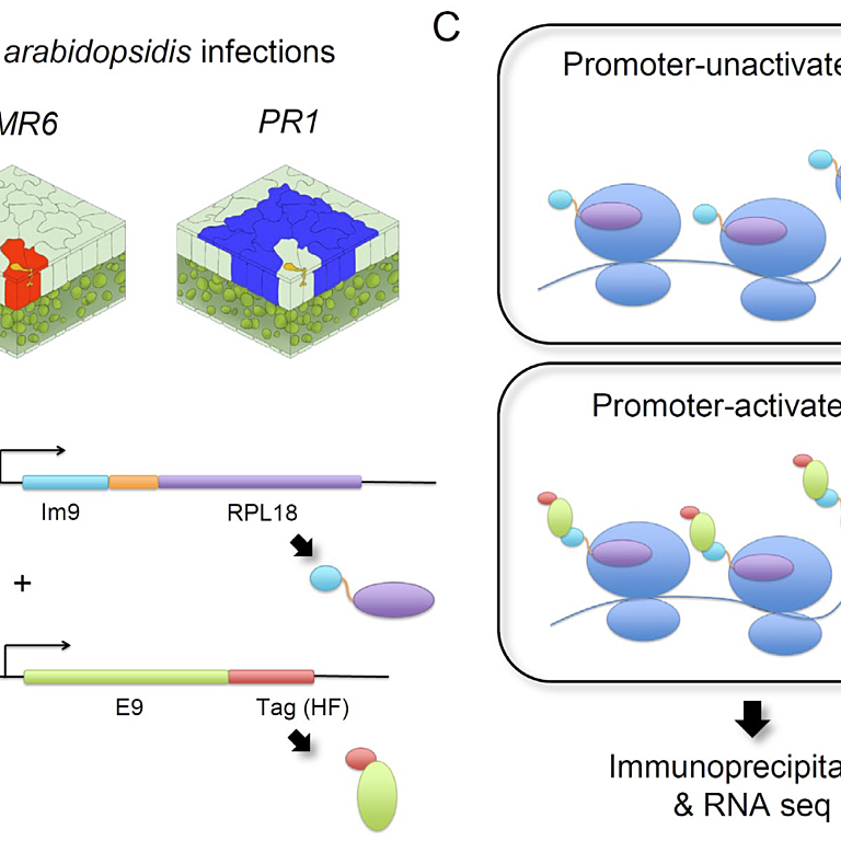 Figure from Asai et al (2023)