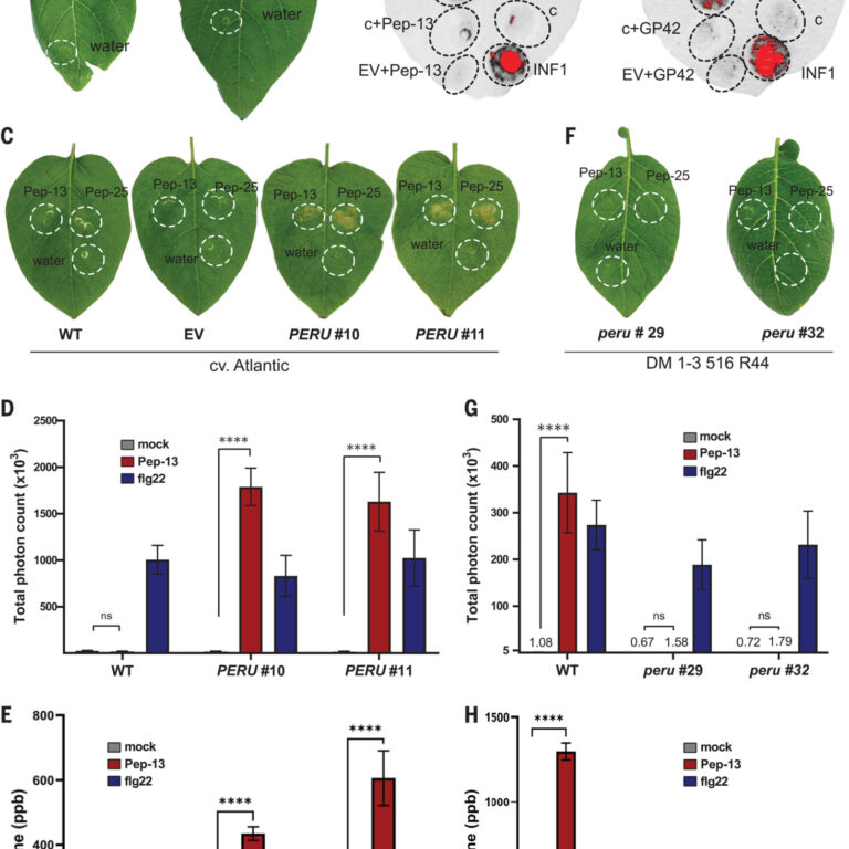 Figure from Ascurra et al (2023)