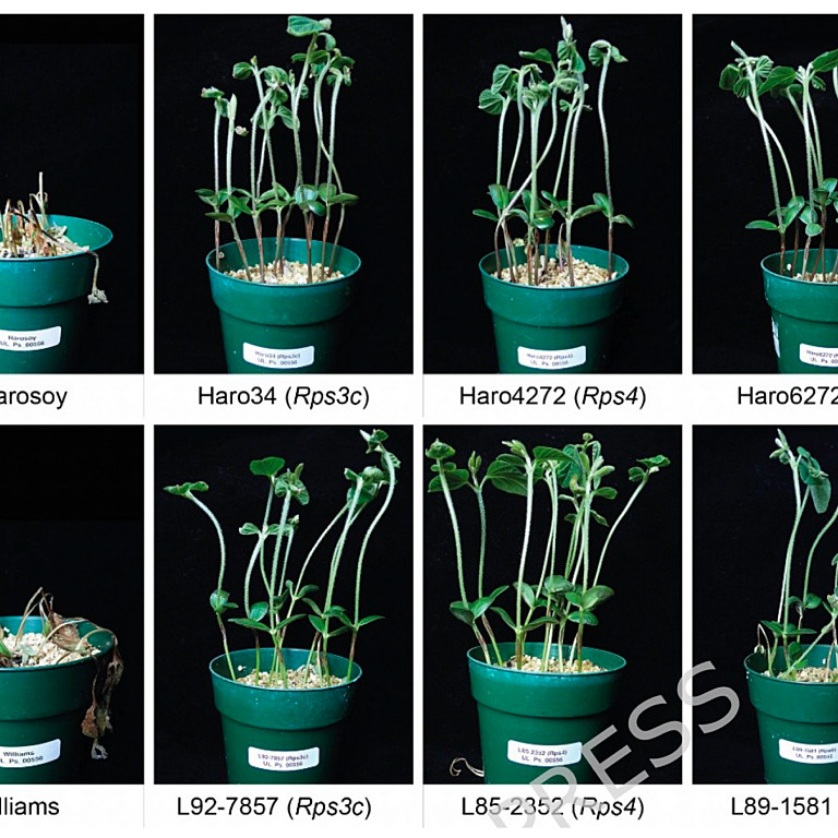 Asselin etal 2026 BMC Plant Biol