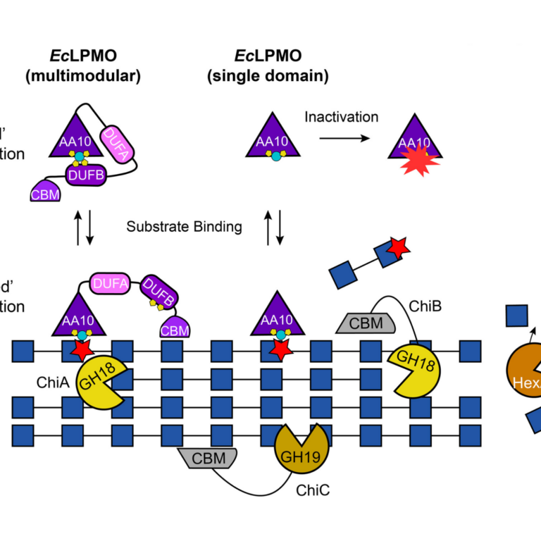 Bardhan etal 2025 J Biol Chem