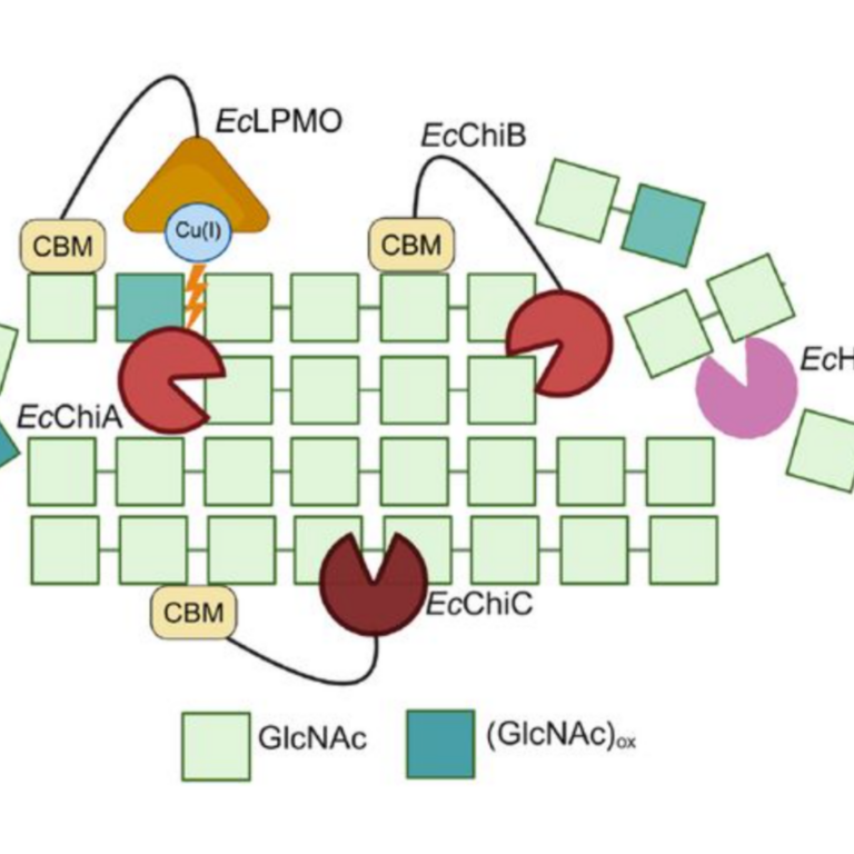 Bardhan etal 2025 biorxiv