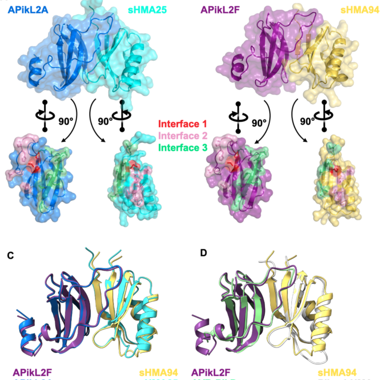 Figure from Bentham et al (2021)