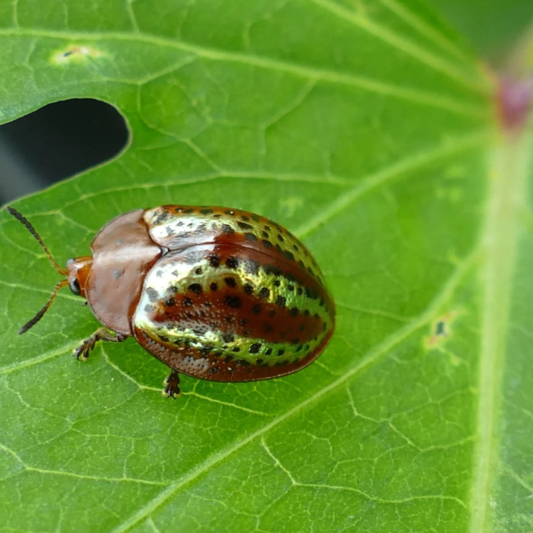 Berasategui group image 2