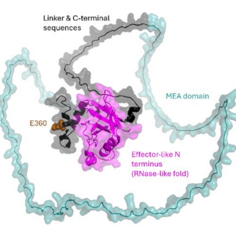 Bernasconi etal 2025 biorxiv