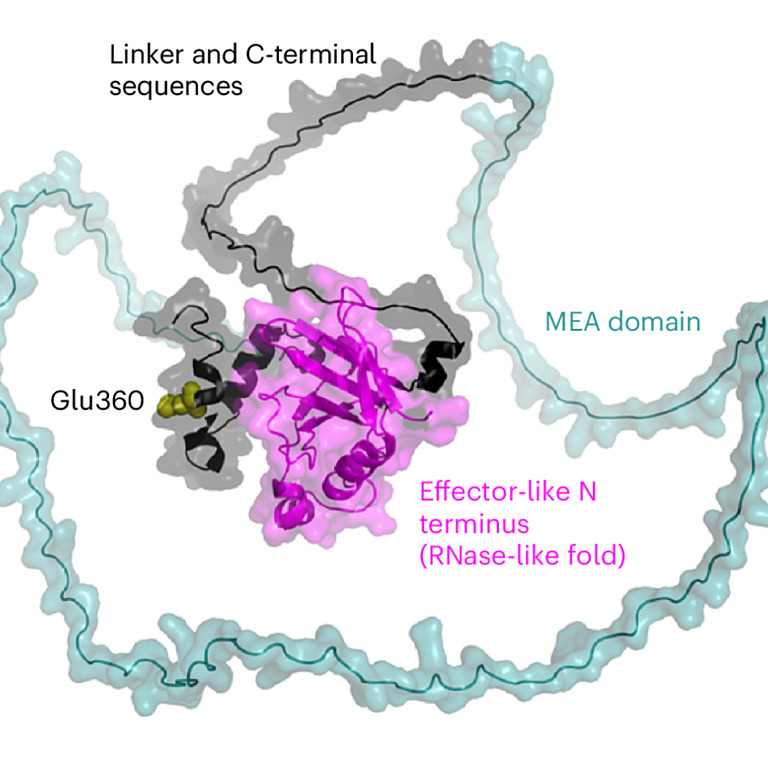 Bernasconi etal 2026 Nat Plants
