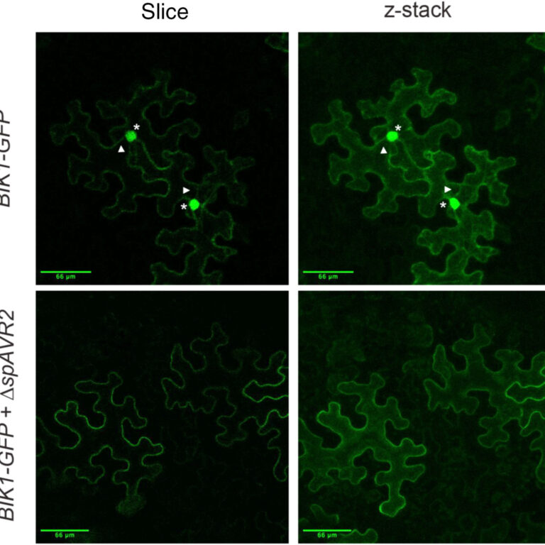 Figure from Blekemolen et al (2023)