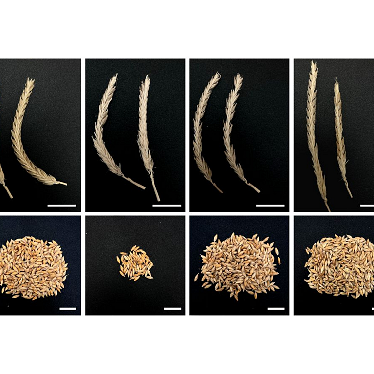 Brumm etal 2026 biorxiv