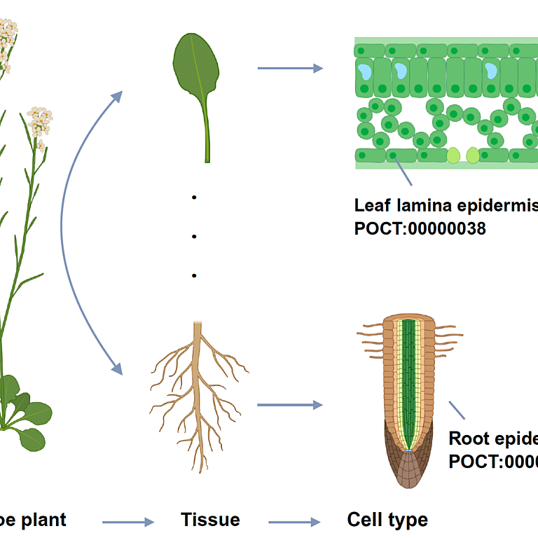 Chen etal 2025 Mol Plant