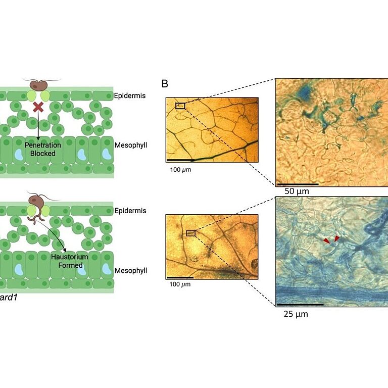 CBP60g and SARD1 mediate epidermis-specific immunity that Albugo candida entry