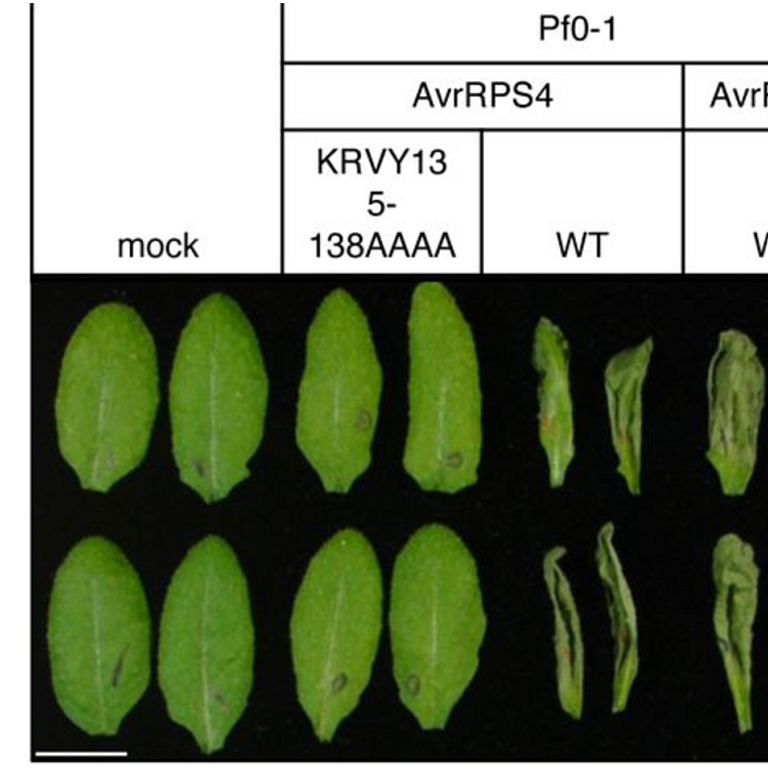 Chhillar etal 2025 biorxiv