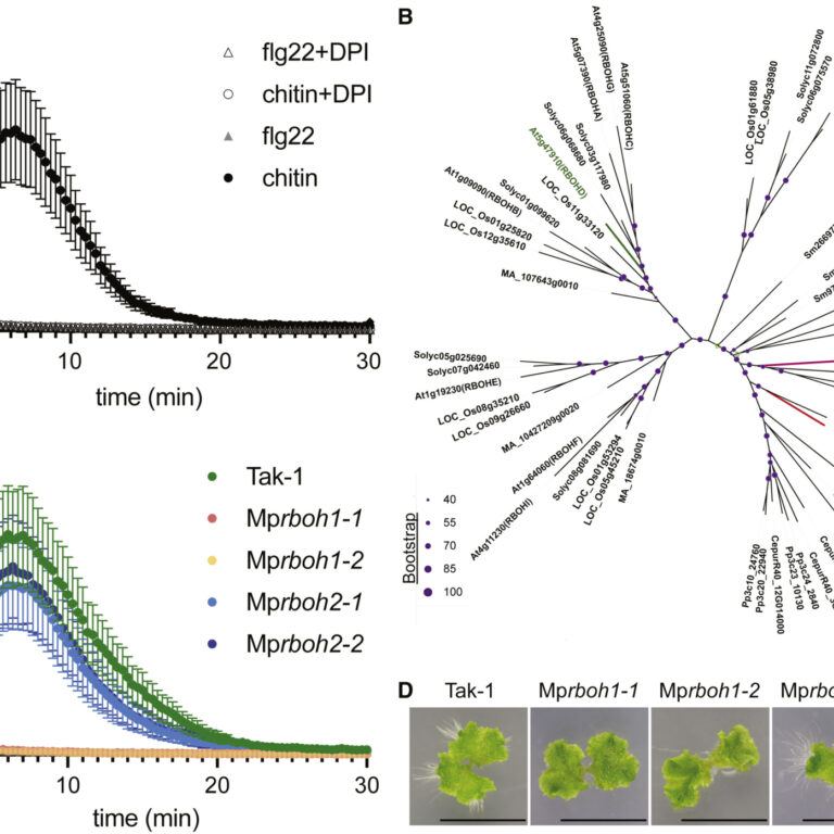Figure from Chu et al (2023)