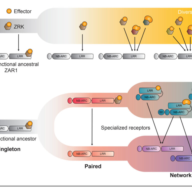 Figure from Contreras et al (2023)
