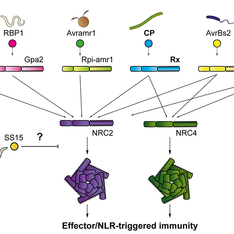 Figure from Contreras et al (2023)