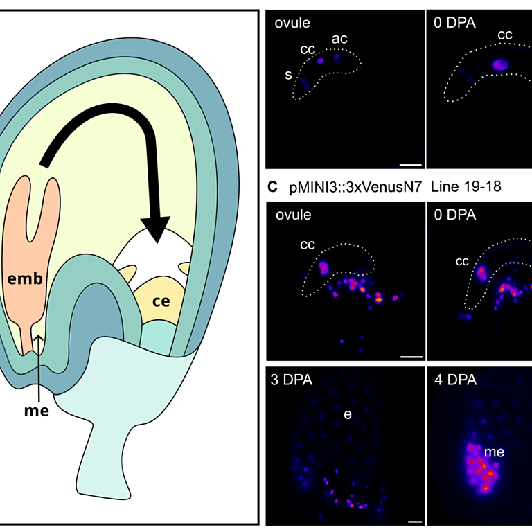 Creff etal 2025 biorxiv