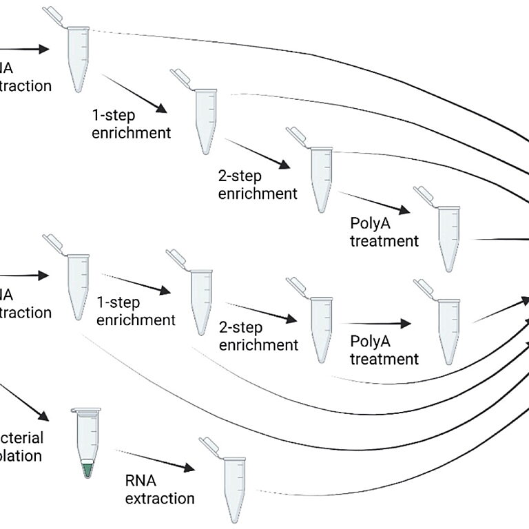 Figure from De Francesco et al (2022) showing a schematic of how experiments were conducted