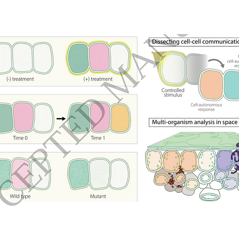 De Veylder etal 2026 Plant Cell