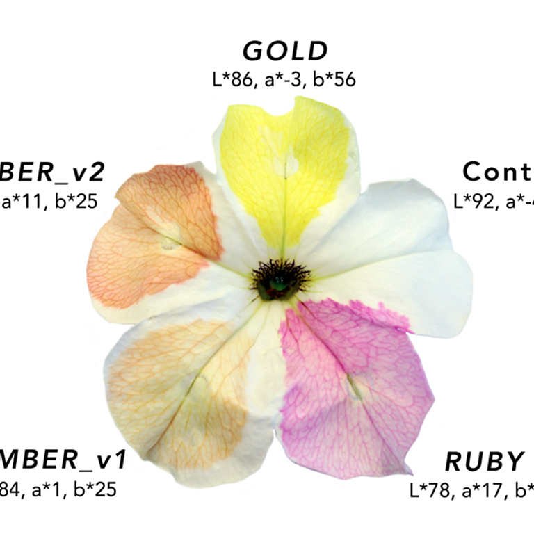 Desnoyer etal 2026 biorxiv