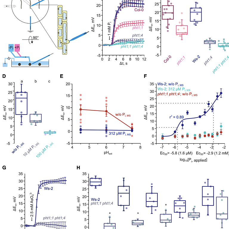 Figure from Dindas et al (2021)