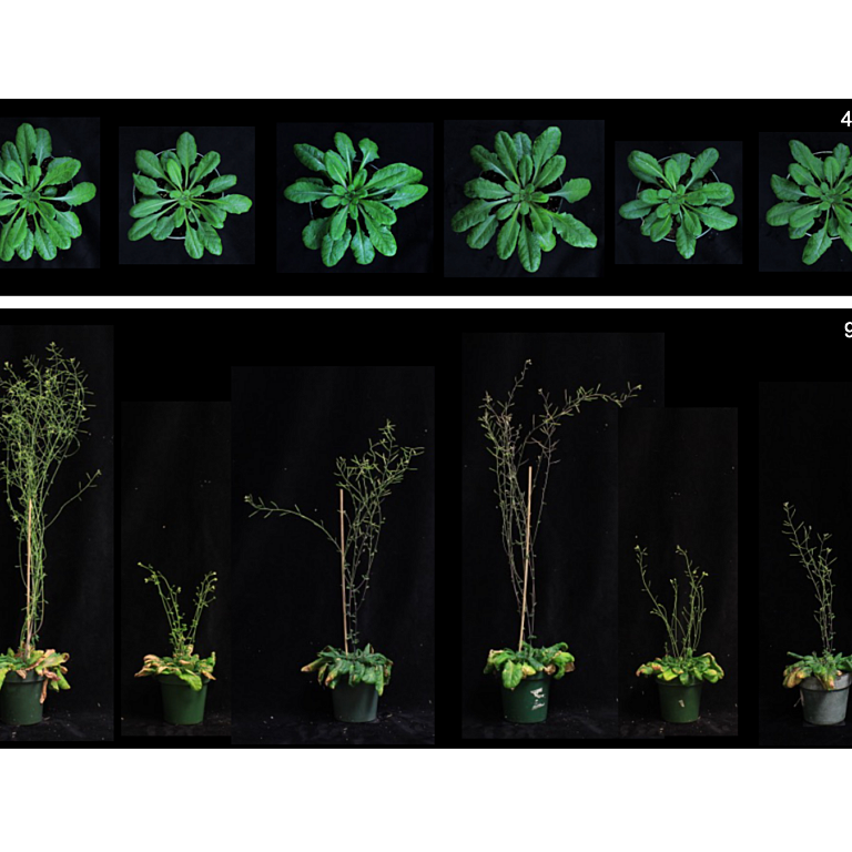 Dou etal 2026 Mol Plant Microbe Interact
