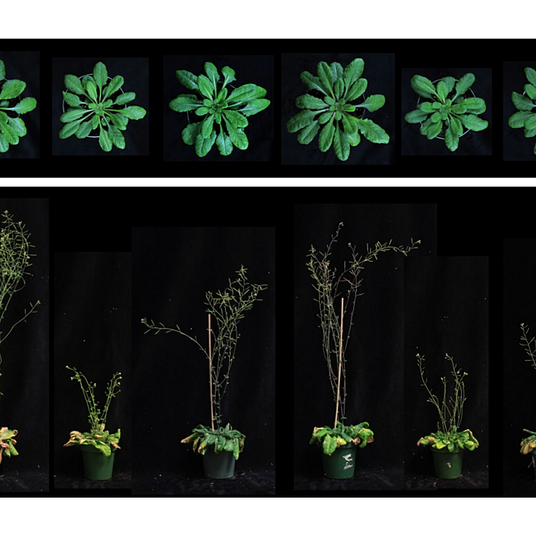 Dou etal 2026 biorxiv