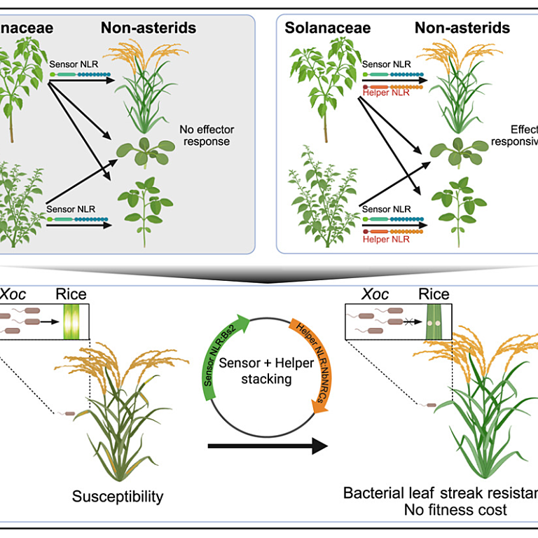 Interfamily co-transfer of sensor and helper NLRs extends immune receptor functionality between angiosperms