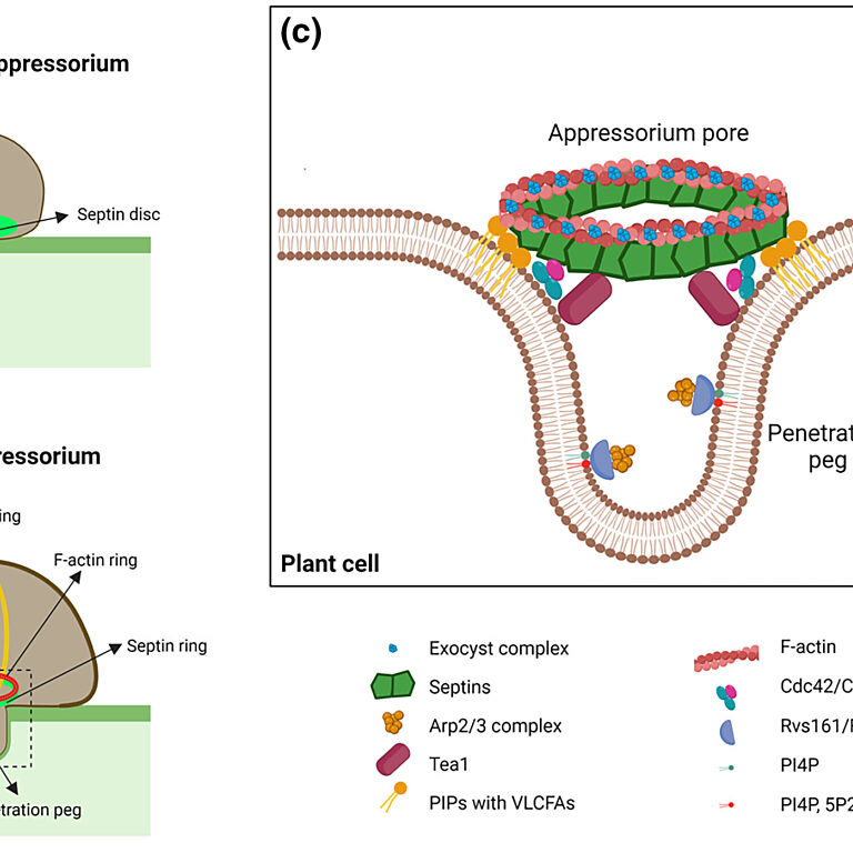 Figure from Eisermann et al (2023)