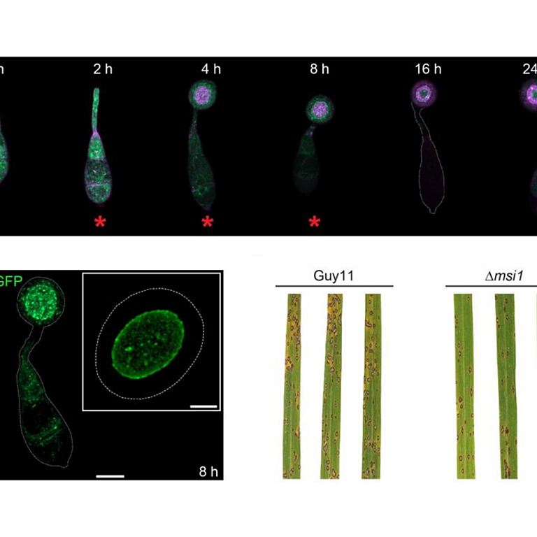 Eisermann etal 2026 biorxiv