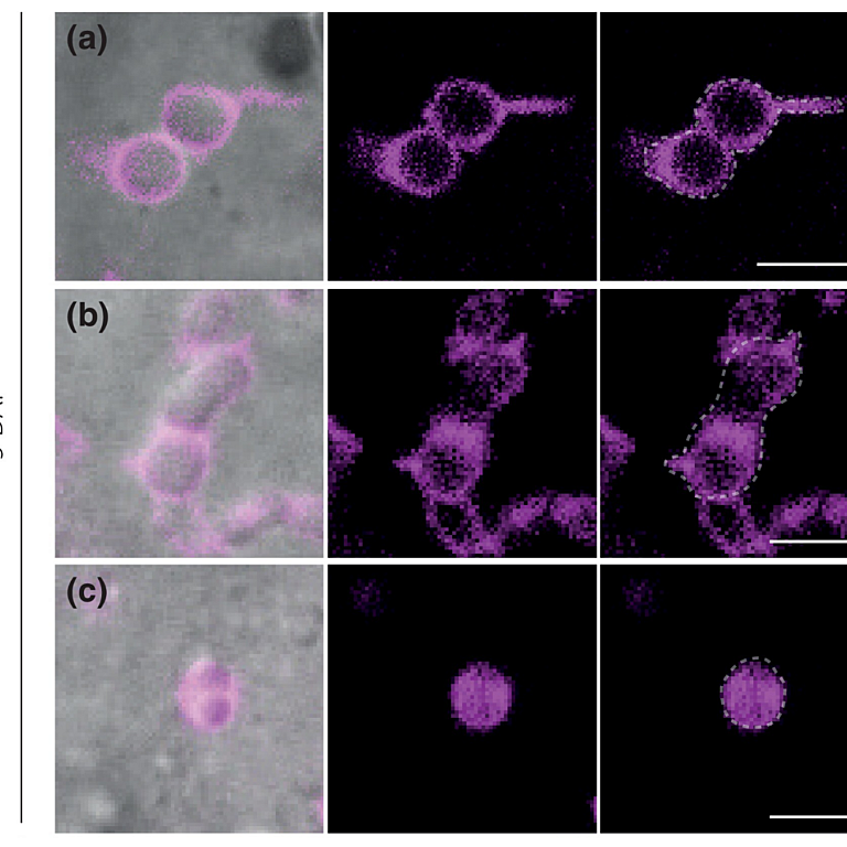 Esch etal 2025 New Phytol