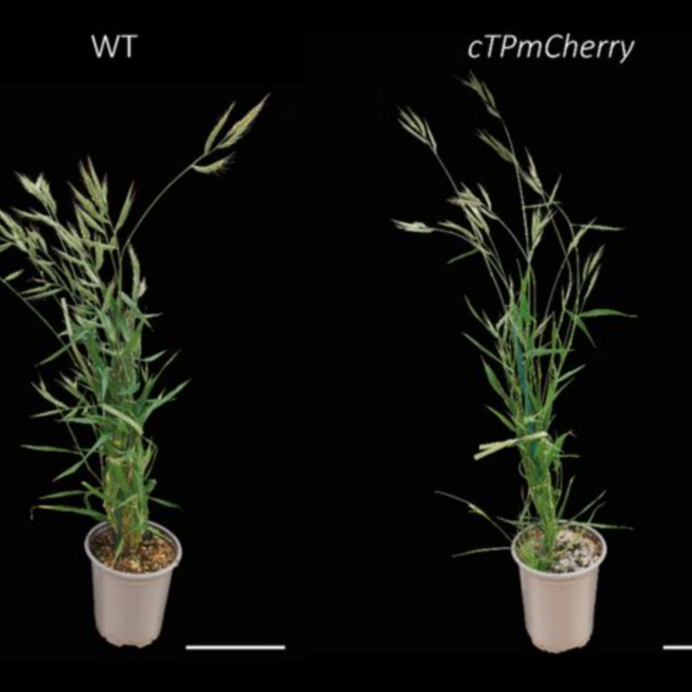 Esch etal 2025 biorxiv