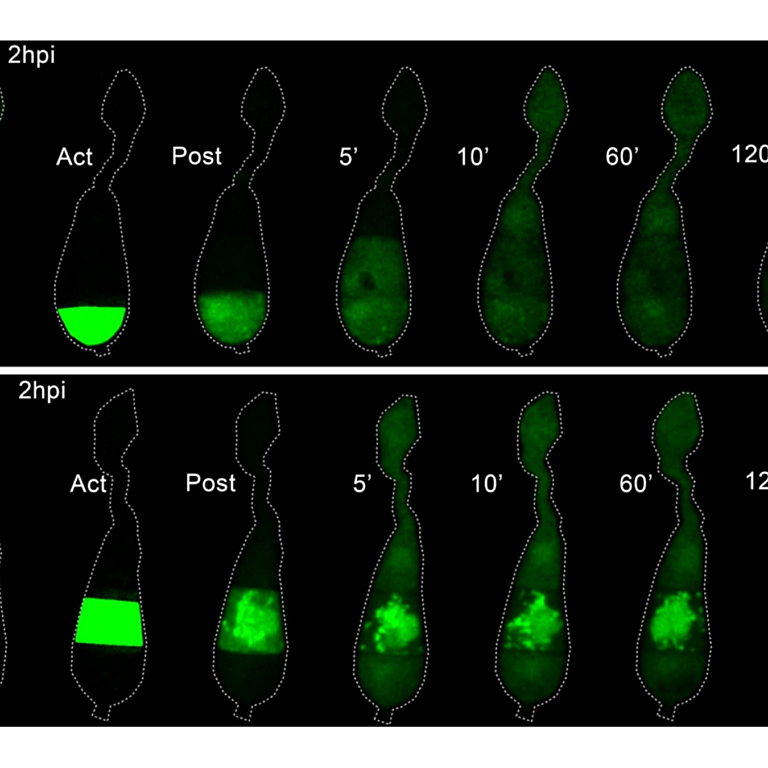 Eseola et al 2025 biorxiv