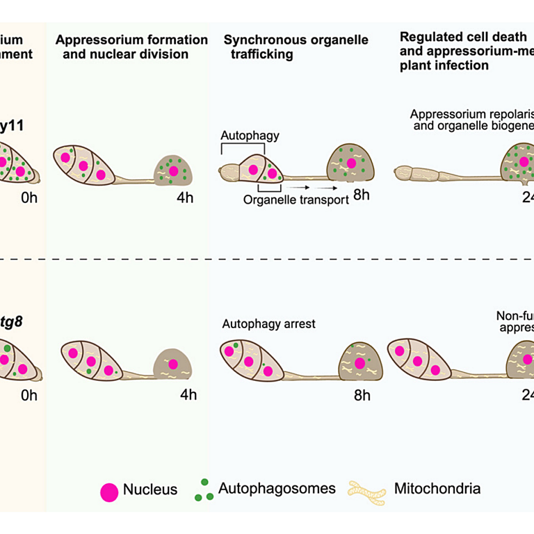 Eseola etal 2026 Cell Rep