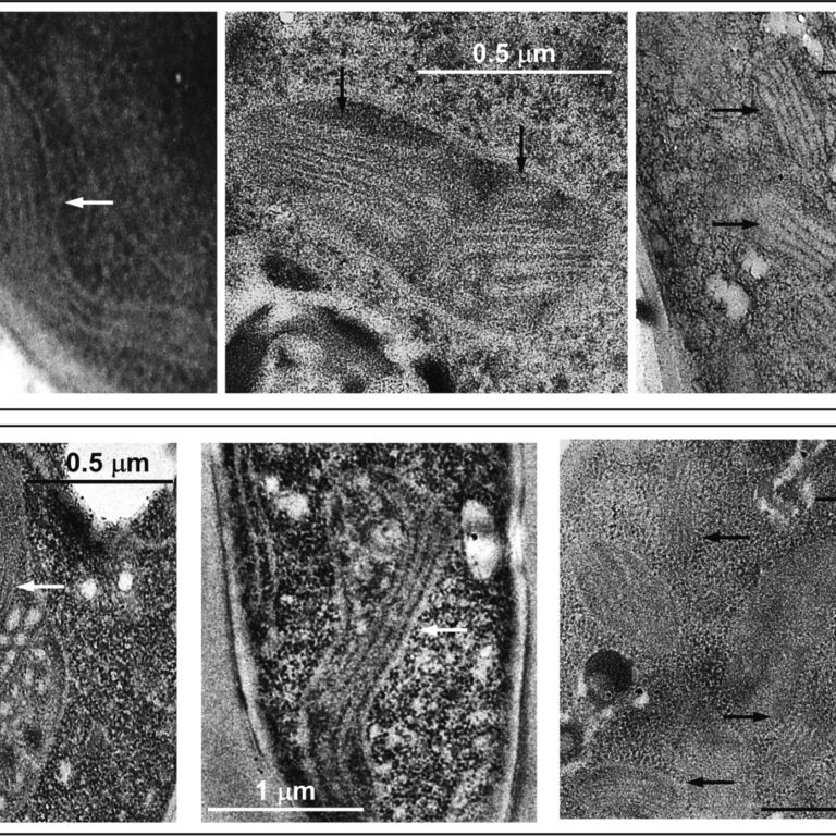 Figure from Esparza-Perusquia et al (2022)