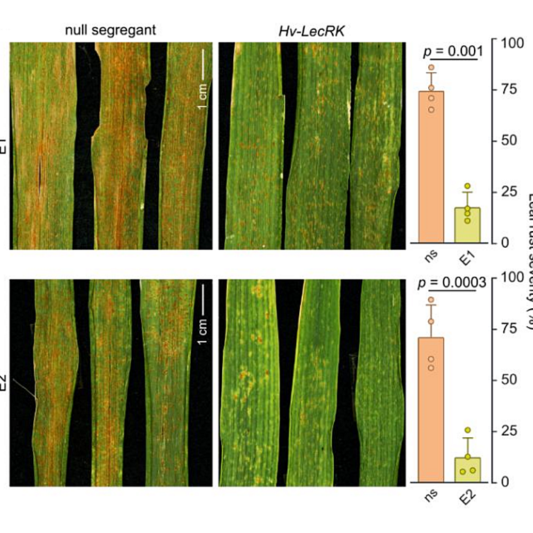 Fatima etal 2026 biorxiv