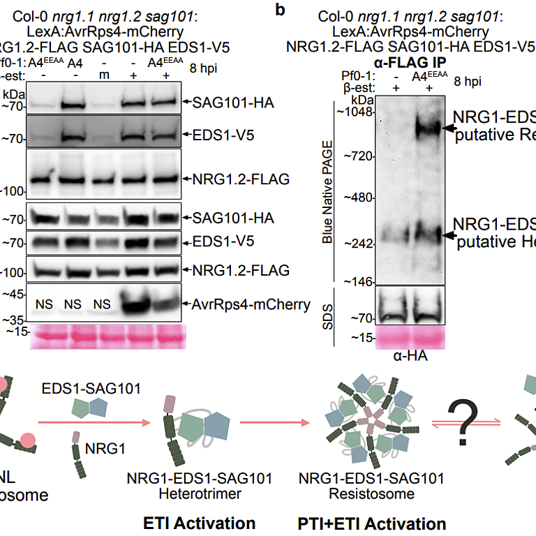 Figure from Feehan et al (2022)