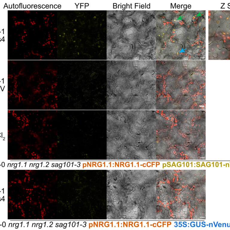 Figure from Feehan et al (2023)