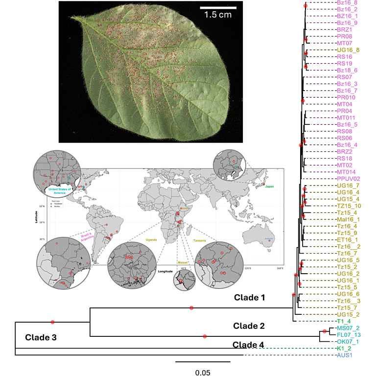 Genomic analysis identifies the US population of Asian soybean rust fungus Phakopsora pachyrhizi as genetically distinct from South American and East African isolates, offering new insights into its global diversity.