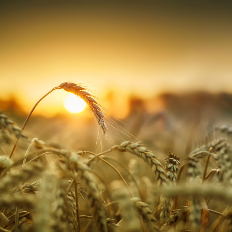 Image showing some ears of wheat at sunset