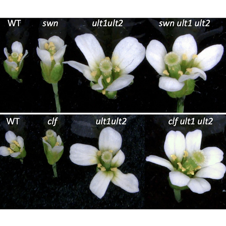 Geshkovski etal 2026 Nat Plants