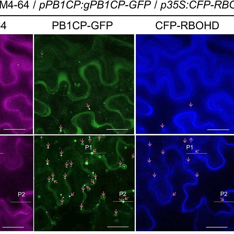 Figure from Goto et al (2023)