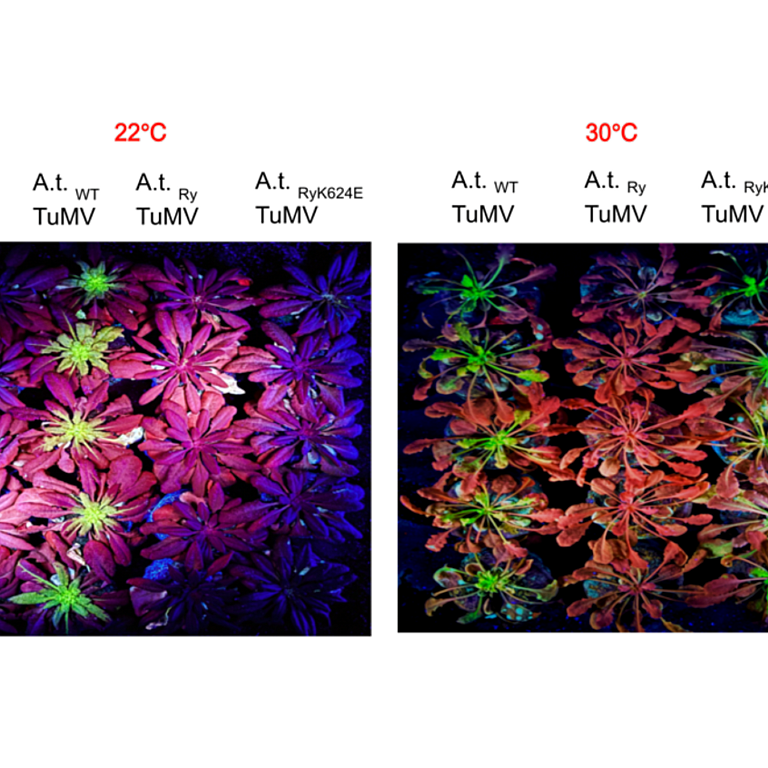 Grech Baran etal 2025 biorxiv