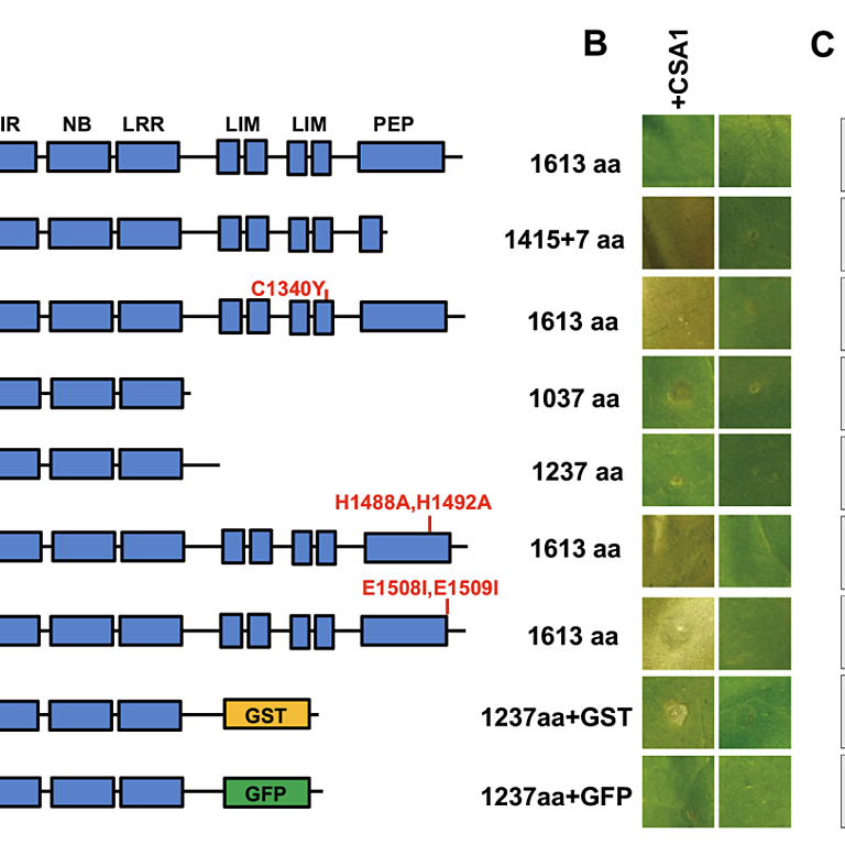 Figure from Gu et al (2022)