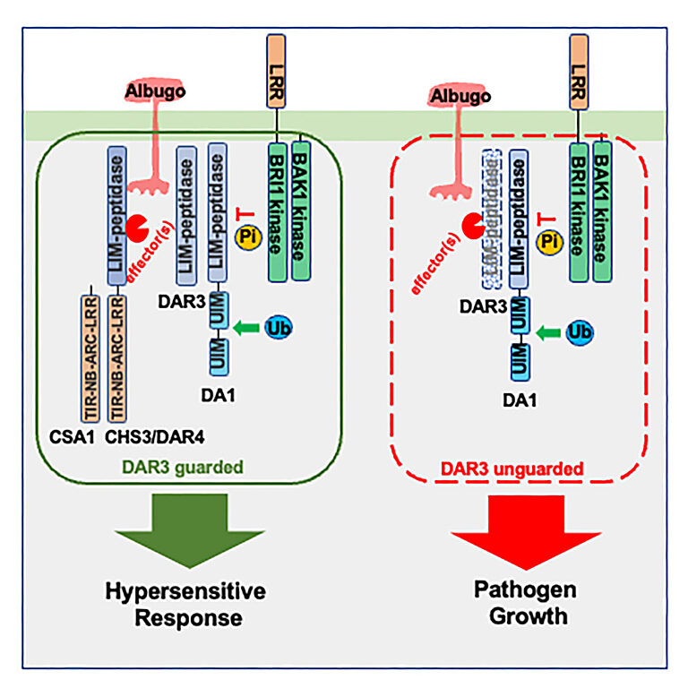 Graphical abstract from Gu et al (2023)