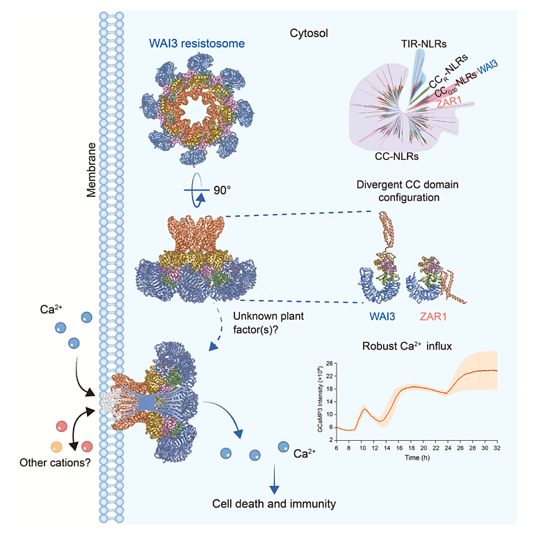 Guo etal 2026 Cell octamer resistosome