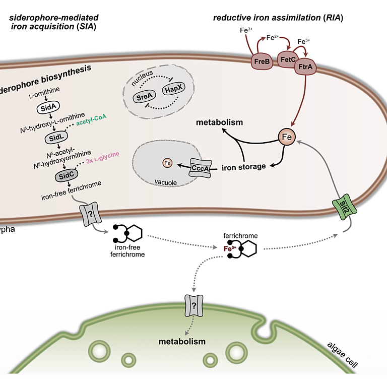Happacher etal 2026 Nat Comms