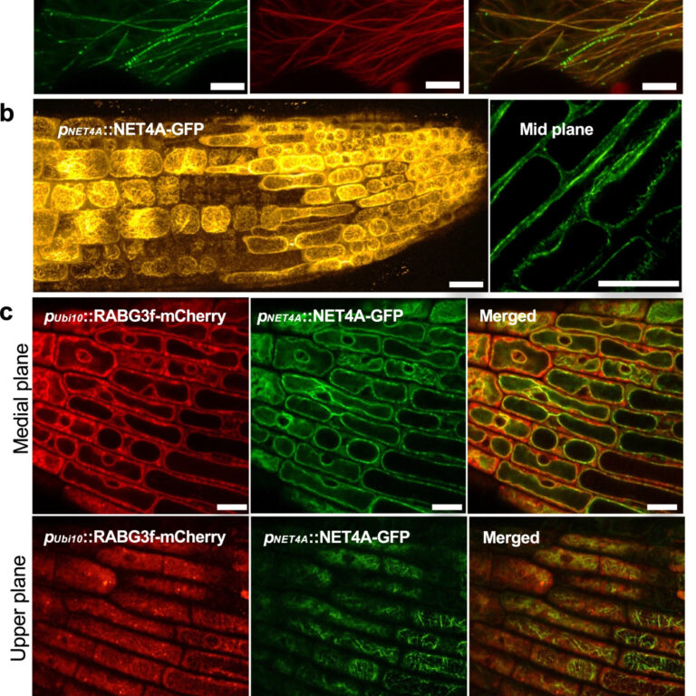Figure from Hawkins et al (2023)