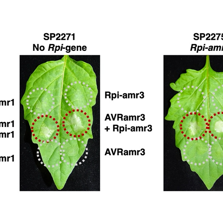 Heal et al 2025 biorxiv