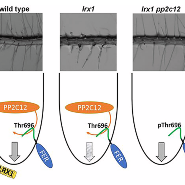 Hou etal 2025 EMBOJ