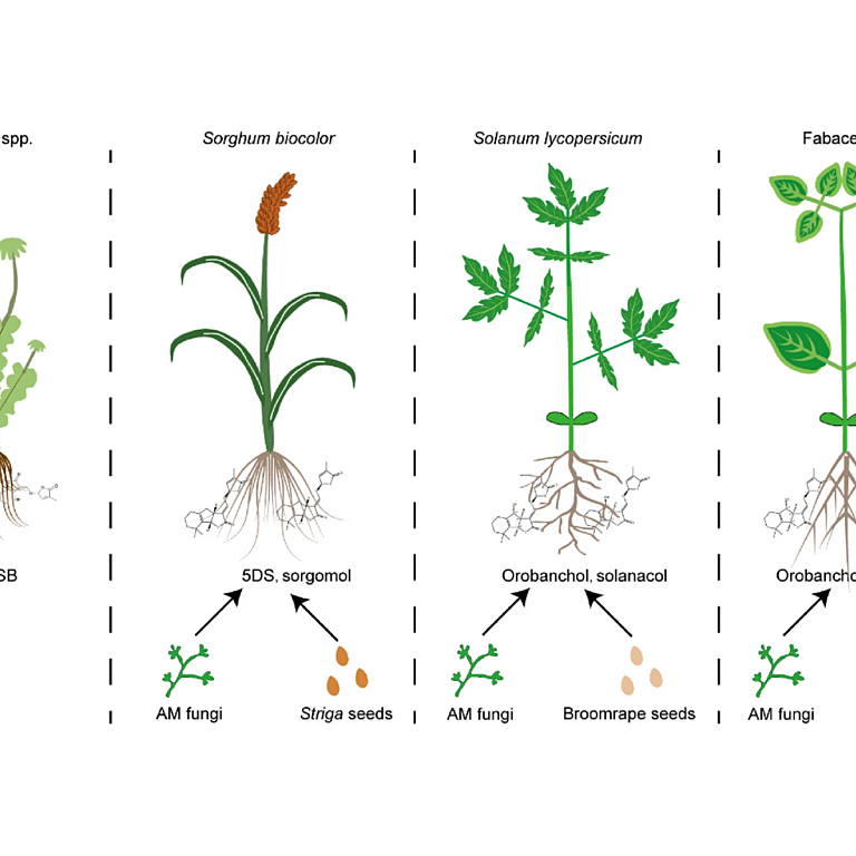 Huang Qi 2025 Crop Health